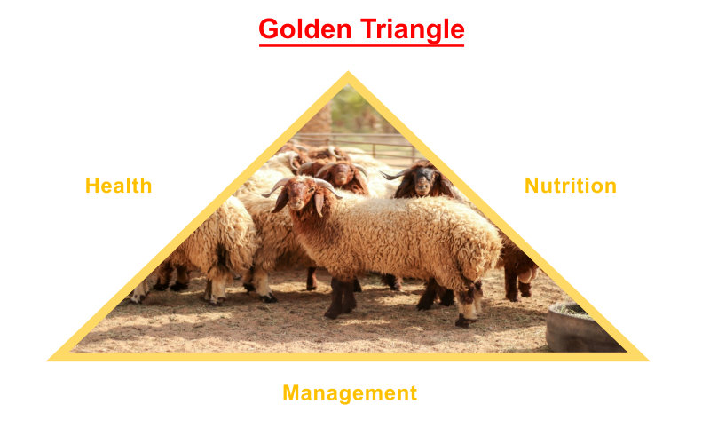 Golden Triangle